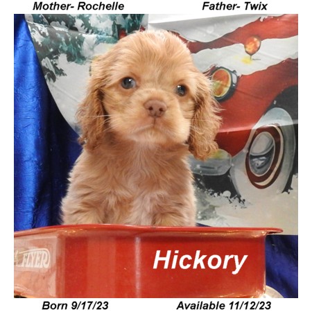 puppy, for, sale, Cocker Spaniel, Joe & Cherri  Overlease, dog, breeder, Miller, MO, dog-breeder, puppy-for-sale, forsale, nearby, find, puppyfind, locator, puppylocator, aca